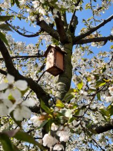 Machen wir es wie das Frühjahr - Aufblühen